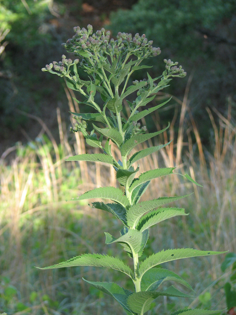 Vernonia baldwinii (Western ironweed) #26532