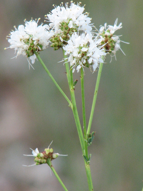 Dalea multiflora (Roundhead prairie clover) #26535