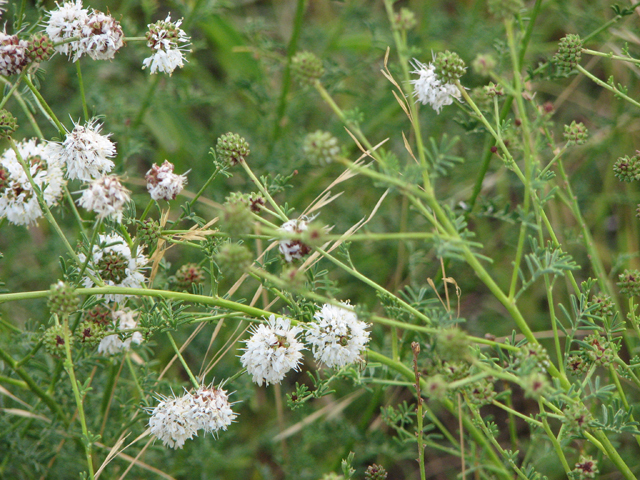 Dalea multiflora (Roundhead prairie clover) #26538