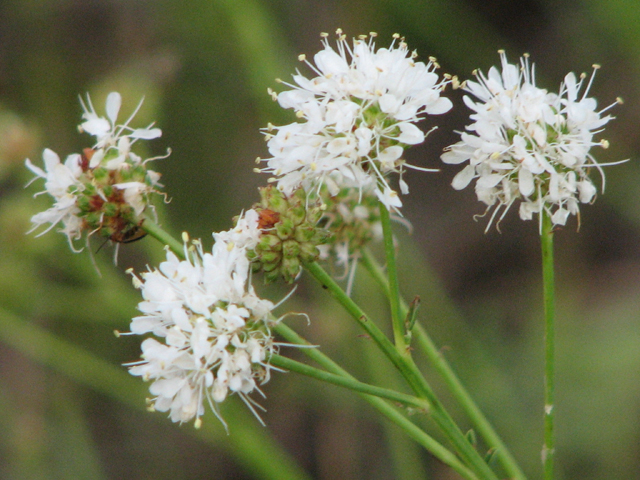 Dalea multiflora (Roundhead prairie clover) #26539