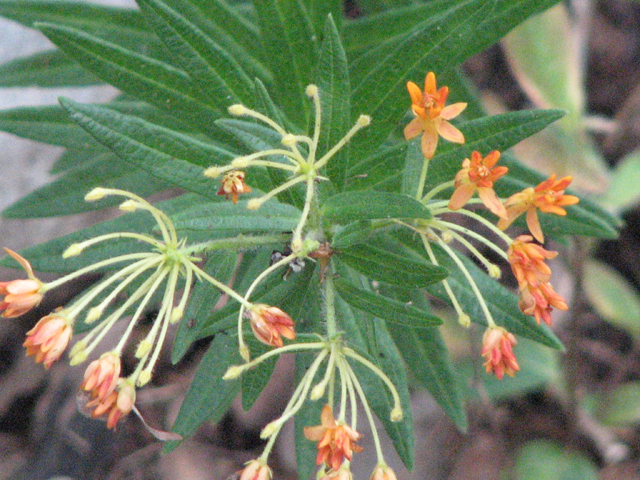 Asclepias tuberosa (Butterflyweed) #26557