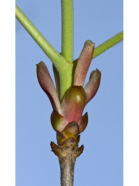 Aesculus pavia var. pavia (Scarlet buckeye) #26703