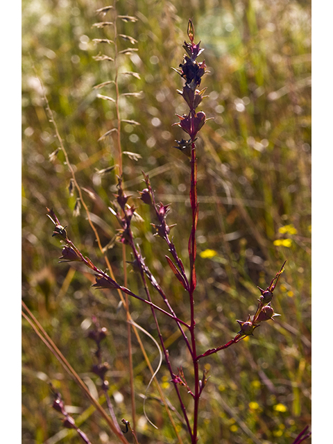Agalinis heterophylla (Prairie agalinis) #26705