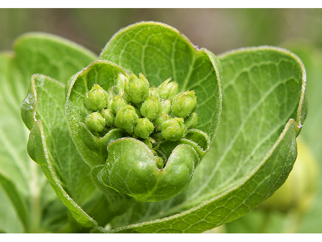 Asclepias viridis (Green milkweed) #26718