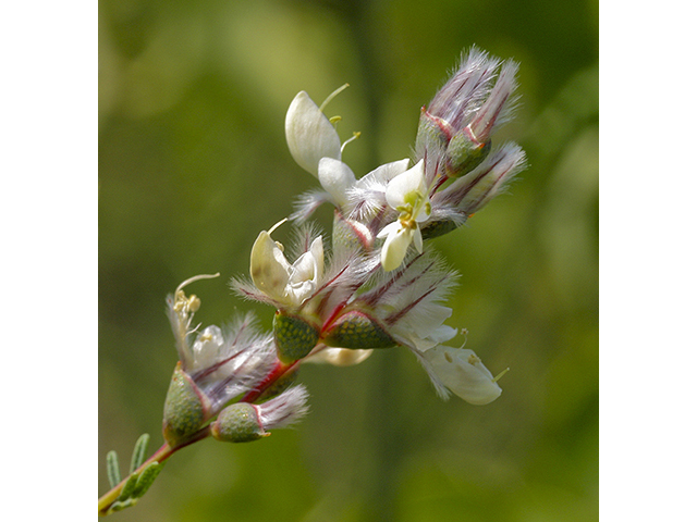 Dalea enneandra (Nine-anther prairie clover) #26766