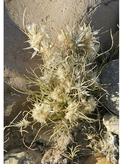 Dasyochloa pulchella (Desert fluffgrass) #26767