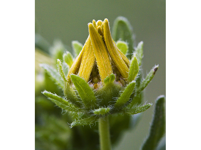 Engelmannia peristenia (Engelmann's daisy) #26774