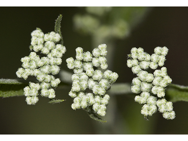 Eupatorium serotinum (Lateflowering thoroughwort) #26778
