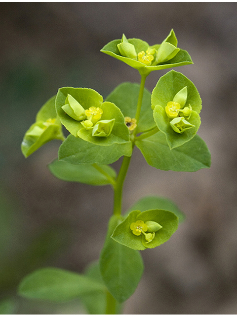 Euphorbia roemeriana (Roemer's spurge) #26782