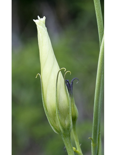 Eustoma exaltatum ssp. russellianum (Texas bluebells) #26783