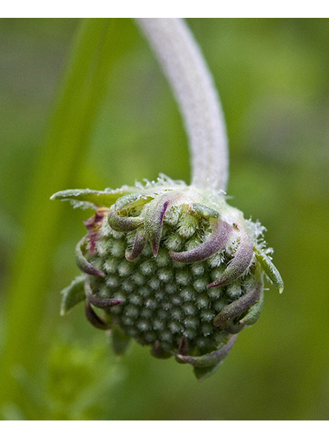 Gaillardia suavis (Pincushion daisy) #26789