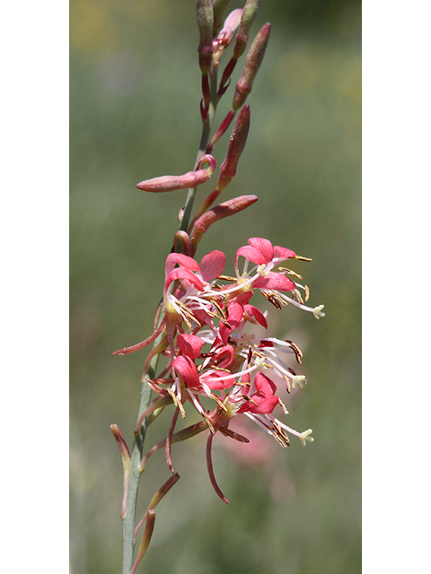 Oenothera calcicola (Texas beeblossom) #26790