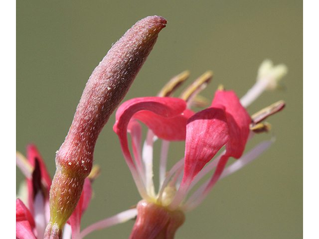Oenothera calcicola (Texas beeblossom) #26791