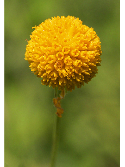 Helenium amarum (Yellow sneezeweed) #26797