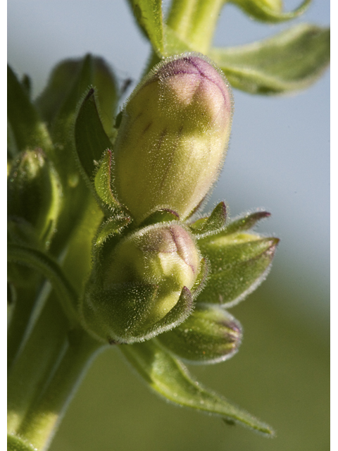 Penstemon cobaea (Prairie penstemon) #27653