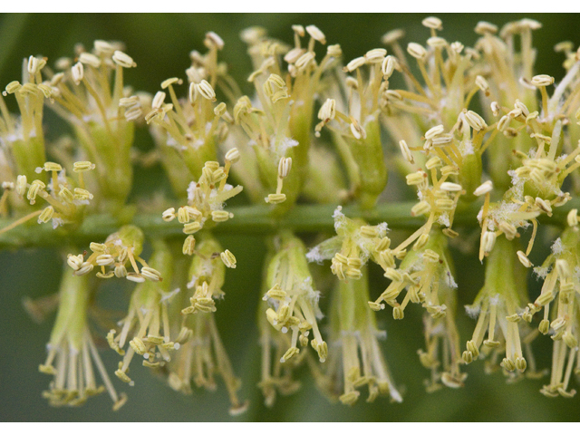 Prosopis glandulosa (Honey mesquite) #27661