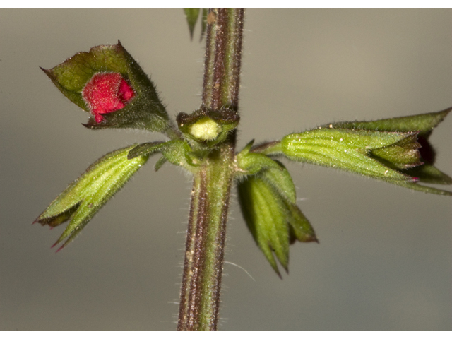 Salvia roemeriana (Cedar sage) #27671