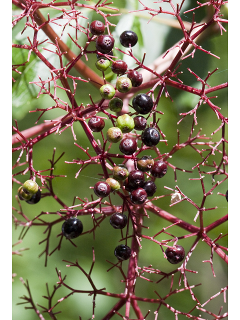 Sambucus nigra ssp. canadensis (Common elderberry) #27672