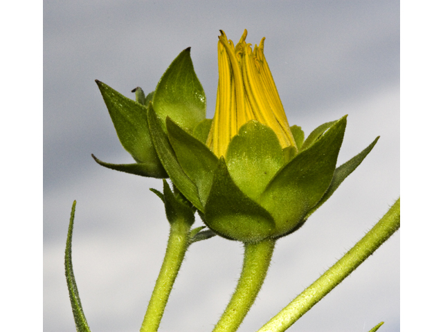 Silphium radula (Roughstem rosinweed) #27683