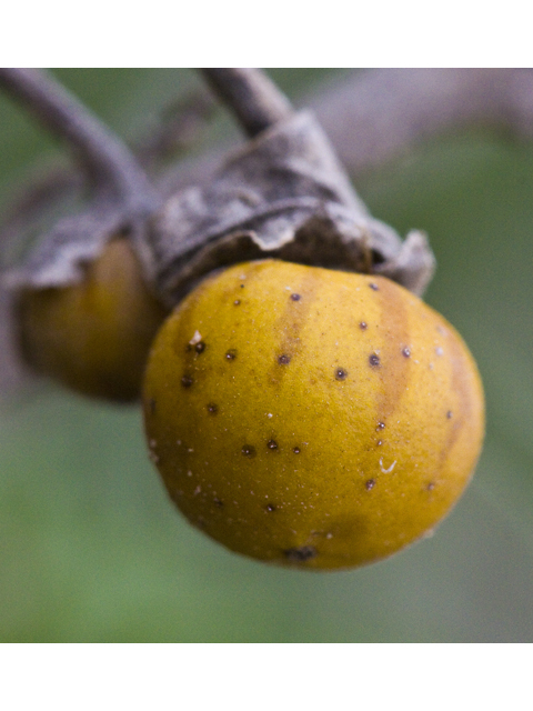 Solanum dimidiatum (Western horsenettle) #27687