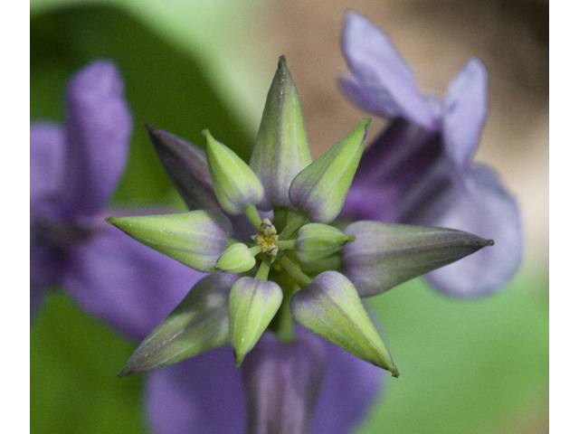 Streptanthus bracteatus (Bracted twistflower) #27691
