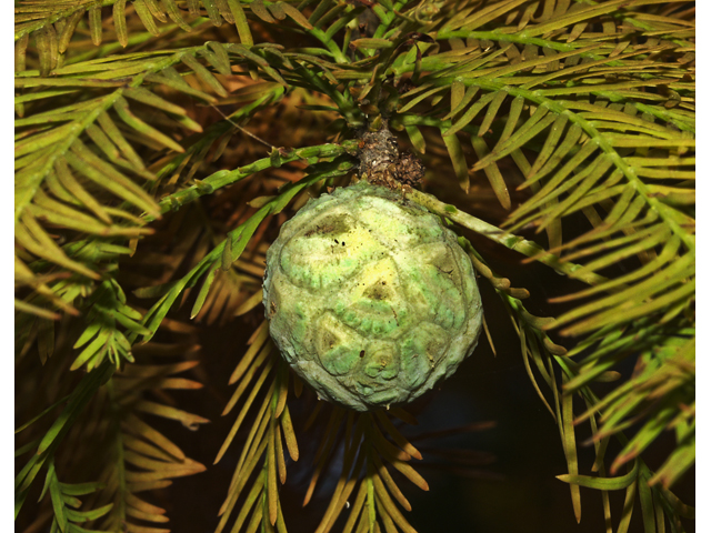 Taxodium distichum (Bald cypress) #27694