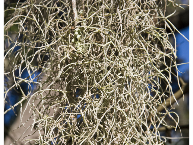 Tillandsia usneoides (Spanish moss) #27703
