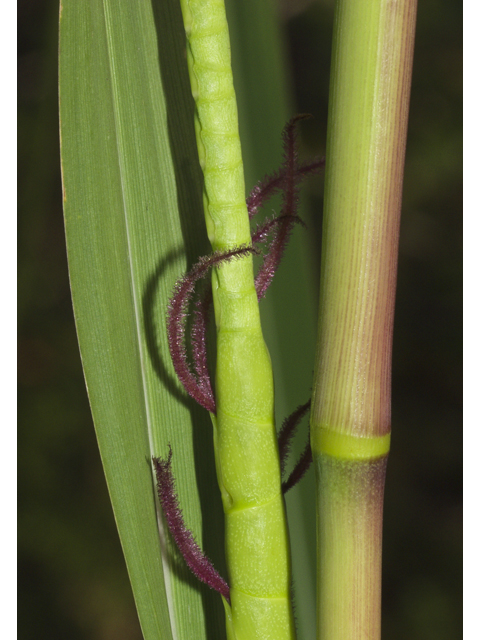 Tripsacum dactyloides (Eastern gamagrass) #27709
