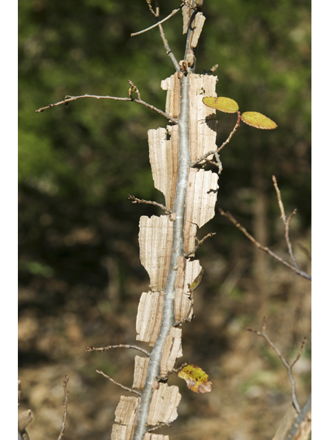Ulmus crassifolia (Cedar elm) #27711