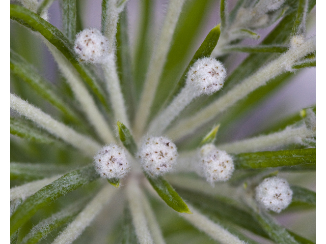 Vernonia lindheimeri (Woolly ironweed) #27717