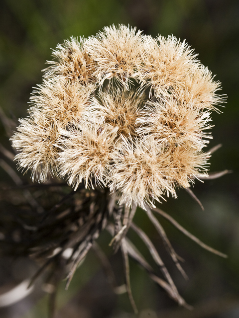 Vernonia lindheimeri (Woolly ironweed) #27718