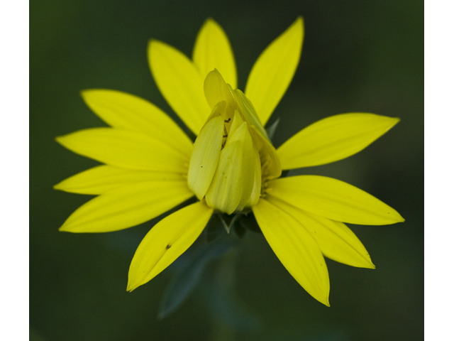 Xanthisma texanum (Texas sleepy daisy) #27722