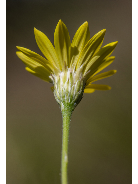 Chrysopsis pilosa (Soft goldenaster) #59266