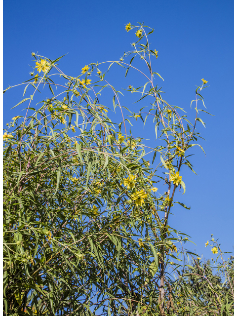 Helianthus californicus (California sunflower) #59273