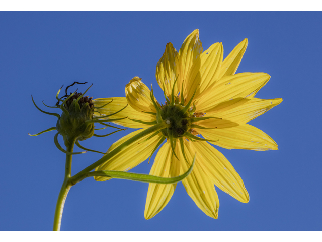 Helianthus californicus (California sunflower) #59274