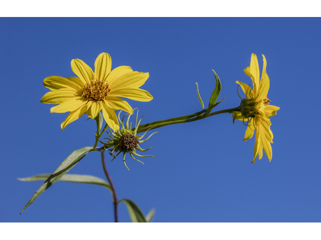 Helianthus californicus (California sunflower) #59275