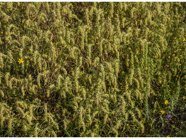 Iva angustifolia (Narrowleaf marshelder) #59280
