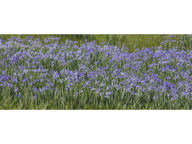 Iris missouriensis (Rocky mountain iris) #59286