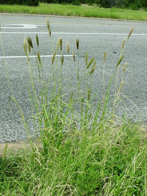 Chloris virgata (Feather fingergrass) #19385