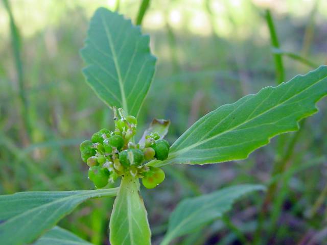 Euphorbia dentata (Toothed spurge) #19440