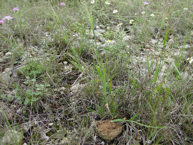 Digitaria cognata (Carolina crabgrass) #16859