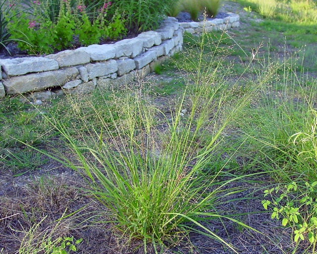 Eragrostis intermedia (Plains lovegrass) #16886