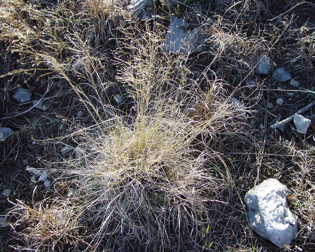 Eragrostis intermedia (Plains lovegrass) #16887