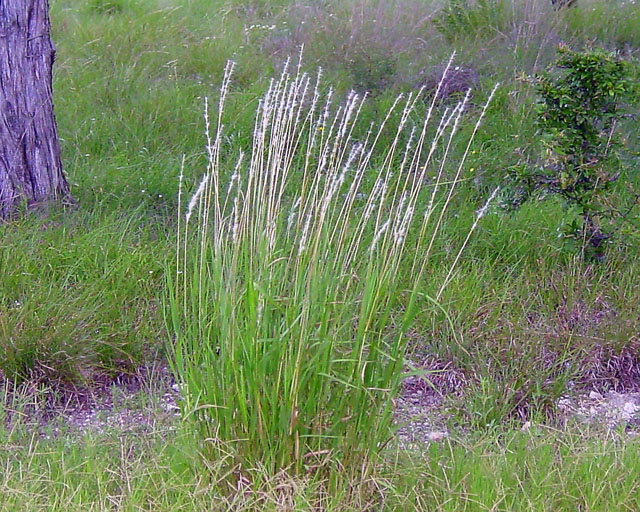 Bothriochloa laguroides ssp. torreyana (Silver beard grass) #16900