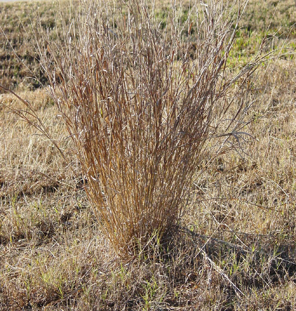 Bothriochloa laguroides ssp. torreyana (Silver beard grass) #16901