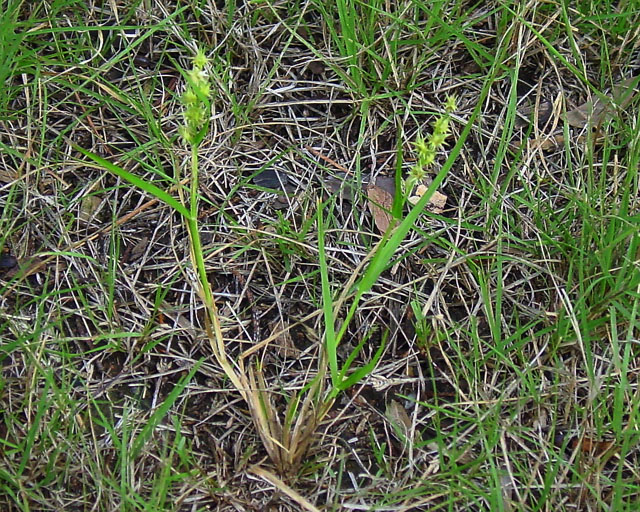 Cenchrus spinifex (Grass bur) #16906