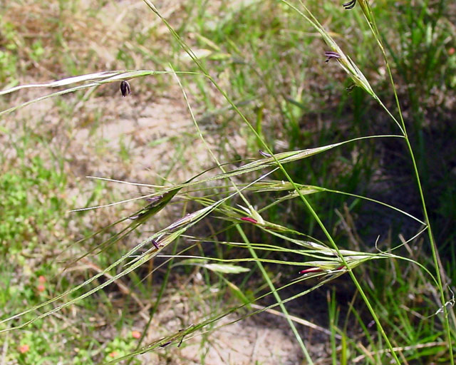 Nassella leucotricha (Texas wintergrass) #16910