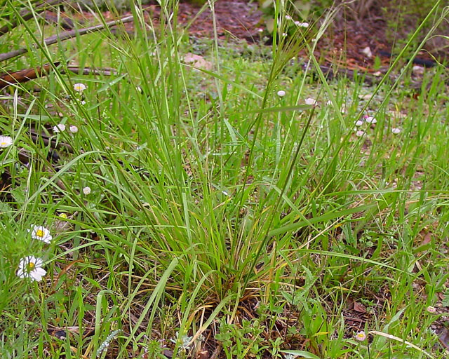 Nassella leucotricha (Texas wintergrass) #16911