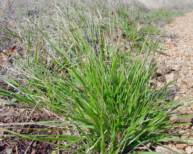 Nassella leucotricha (Texas wintergrass) #16912