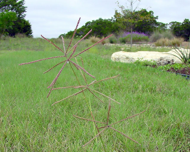 Chloris verticillata (Tumble windmill grass) #16913